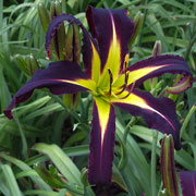 Black Abyss Daylily